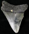 Juvenile Megalodon Tooth - South Carolina #18497-1